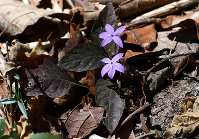 Pseuderanthemum praecox, photographed by Neptalí Ramírez Marcial