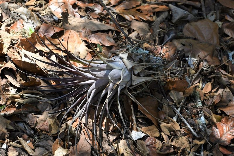 Tillandsia cucaensis, photographed by Neptalí Ramírez Marcial