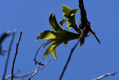 Catopsis nutans, photographed by Neptalí Ramírez Marcial