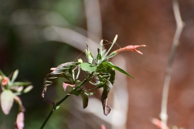 Dicliptera sciadephora, photographed by Neptalí Ramírez Marcial
