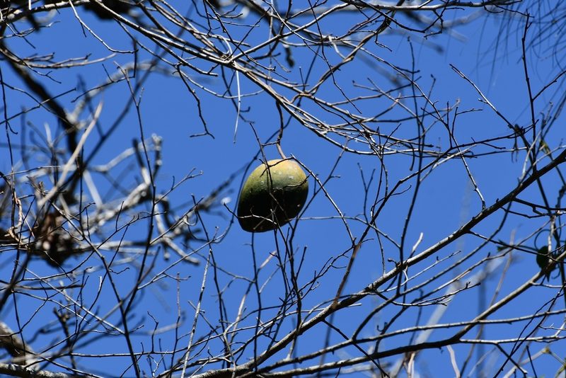 Ruehssia gualanensis, photographed by Neptalí Ramírez Marcial