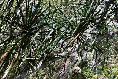 Beaucarnea goldmanii, photographed by Neptalí Ramírez Marcial