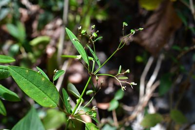 Euphorbia ariensis, photographed by Neptalí Ramírez Marcial