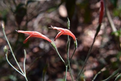 Dicliptera sciadephora, photographed by Neptalí Ramírez Marcial
