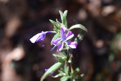 Loeselia glandulosa, photographed by Neptalí Ramírez Marcial