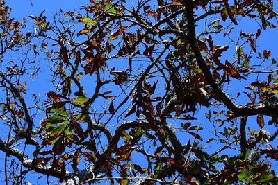 Quercus purulhana, photographed by Neptalí Ramírez Marcial