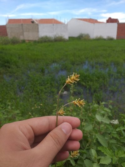 Froelichia humboldtiana, photographed by Breno Figueiredo