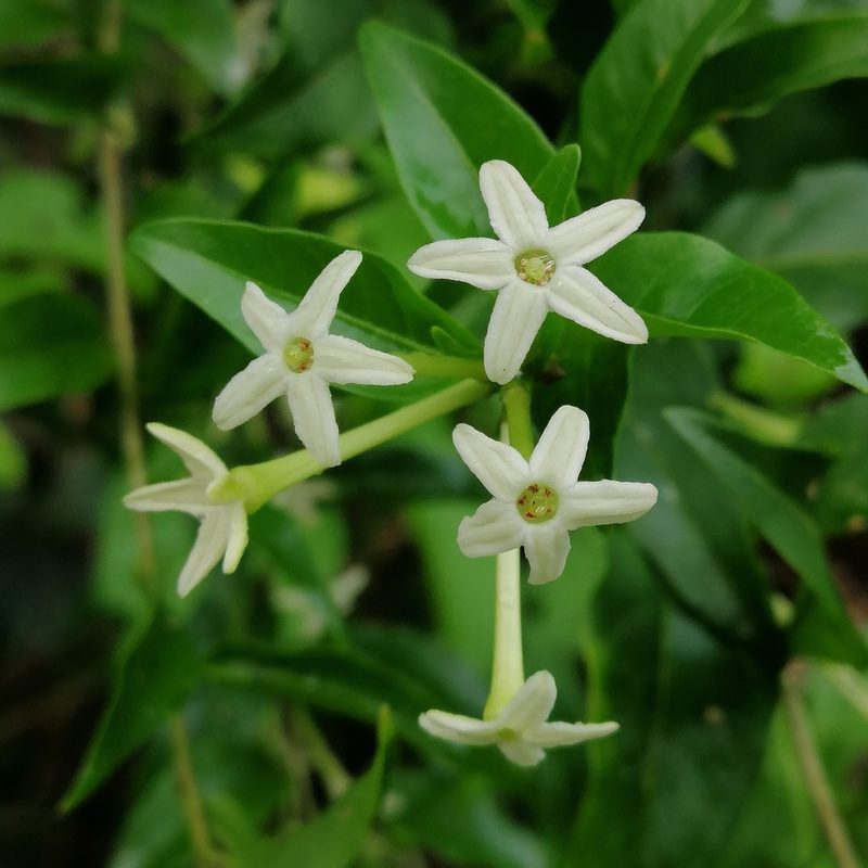 Cestrum mariquitense, photographed by Kozue Kawakami
