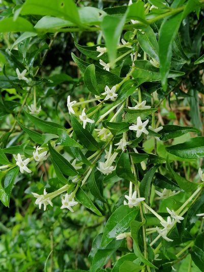 Cestrum mariquitense, photographed by Kozue Kawakami