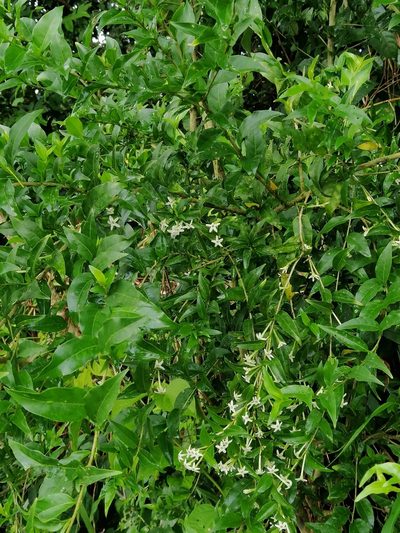 Cestrum mariquitense, photographed by Kozue Kawakami