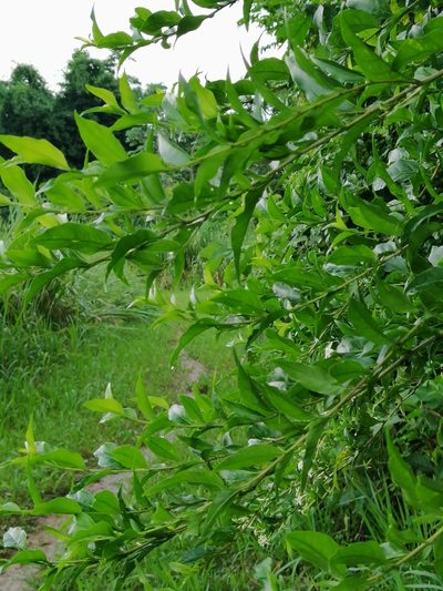 Cestrum mariquitense, photographed by Kozue Kawakami