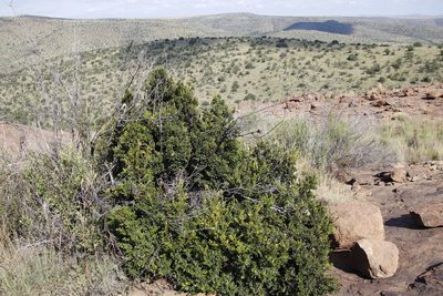 Diospyros scabrida, photographed by Tony Rebelo