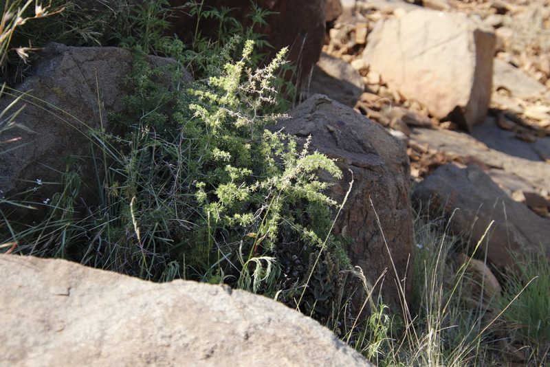 Asparagus spinescens, photographed by Tony Rebelo