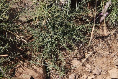Phyllanthus pentandrus, photographed by Tony Rebelo