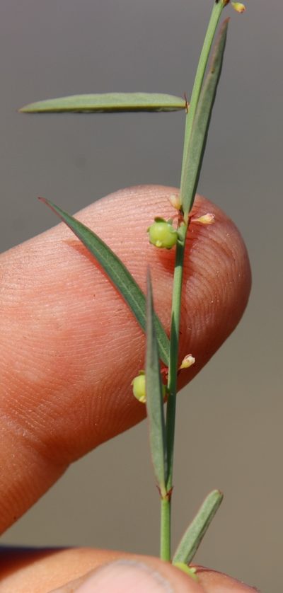 Phyllanthus pentandrus, photographed by Tony Rebelo