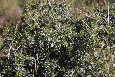 Searsia longispina, photographed by Tony Rebelo