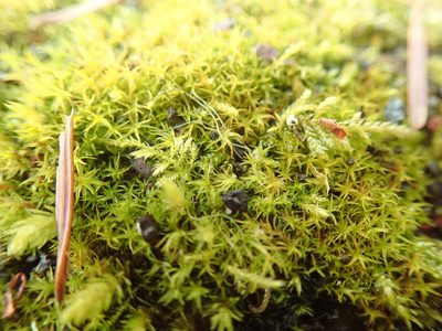 Vinealobryum vineale, photographed by Randal