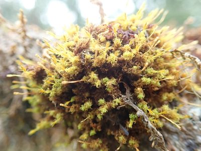 Ulota obtusiuscula, photographed by Randal