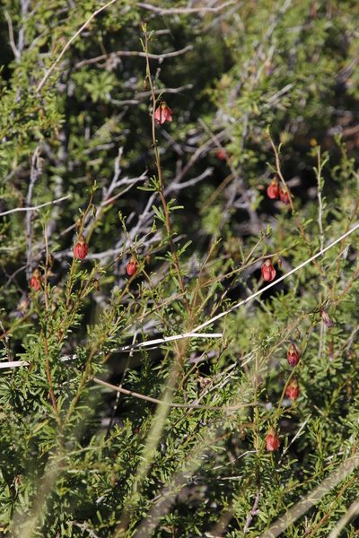 Hermannia linearifolia, photographed by Tony Rebelo