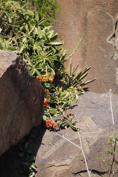 Cyphostemma quinatum, photographed by Tony Rebelo