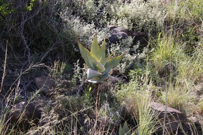 Aloe striata, photographed by Tony Rebelo