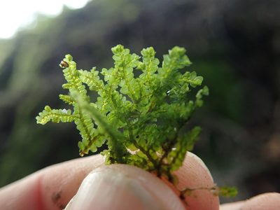Porella cordaeana, photographed by Randal