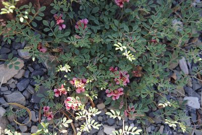 Indigofera alternans, photographed by Tony Rebelo