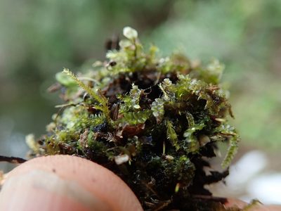 Calypogeia muelleriana, photographed by Randal
