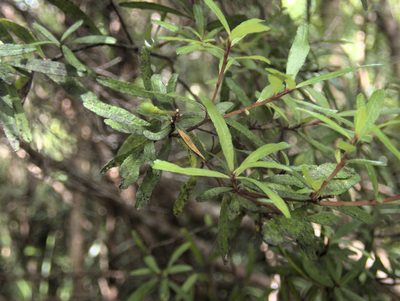 Leionema nudum, photographed by Paul Bell-Butler