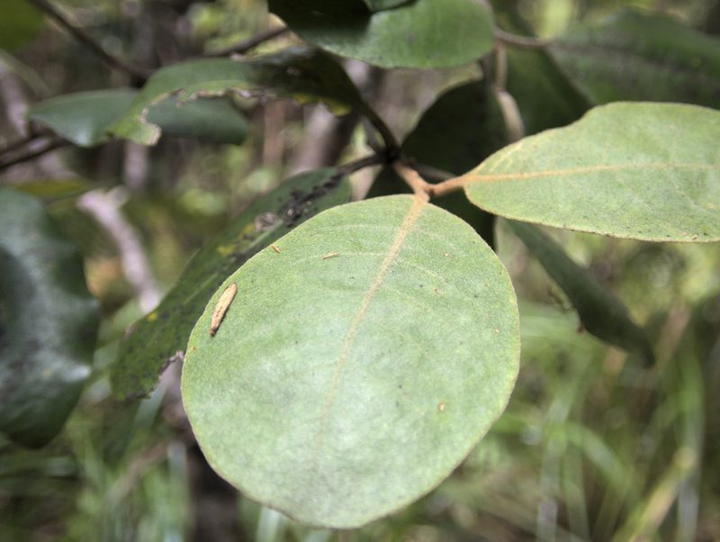 Pittosporum ellipticum, photographed by Paul Bell-Butler