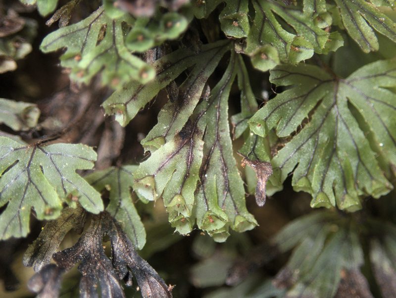 Hymenophyllum lyallii, photographed by Paul Bell-Butler