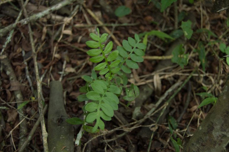 Mutisia coccinea, photographed by Facundo Chieffo