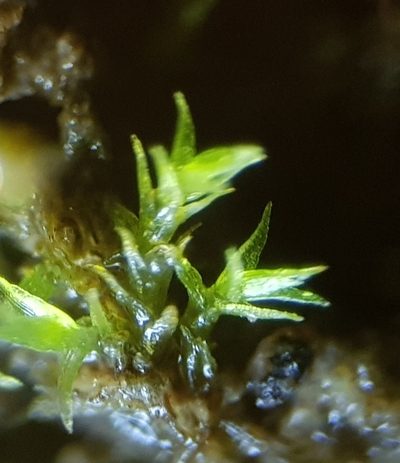 Rhizogemma staphylina, photographed by Jonathan Hughes
