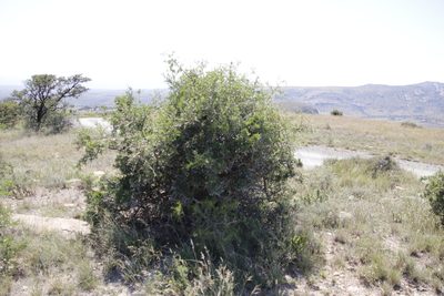 Searsia longispina, photographed by Tony Rebelo