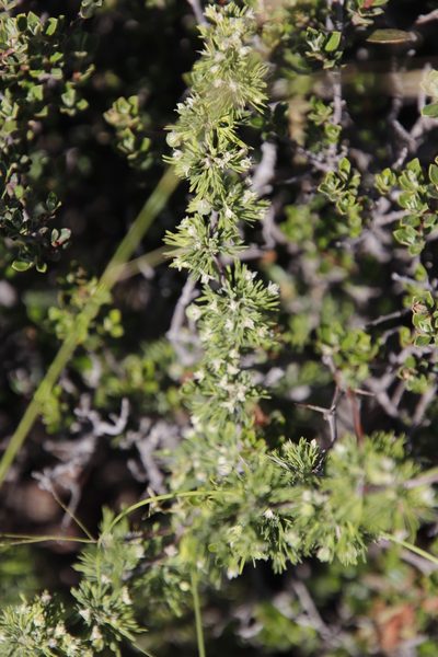 Asparagus spinescens, photographed by Tony Rebelo