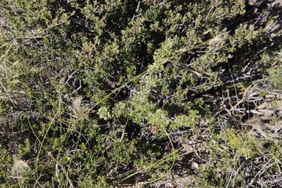 Asparagus spinescens, photographed by Tony Rebelo