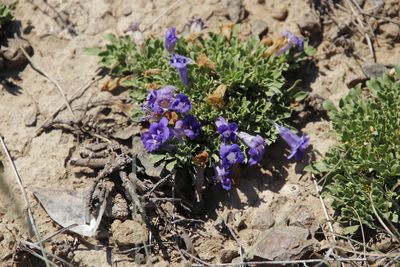 Aptosimum procumbens, photographed by Tony Rebelo