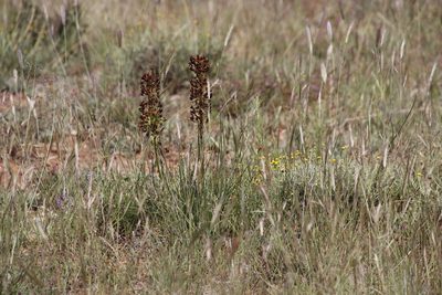 Bulbine abyssinica, photographed by Tony Rebelo