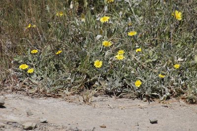 Arctotis arctotoides, photographed by Tony Rebelo