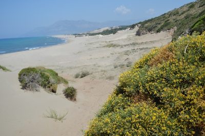 Genista acanthoclada, photographed by Zac Peterson