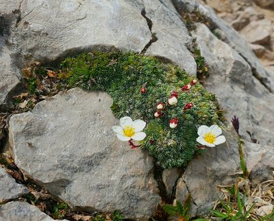 Saxifraga burseriana, photographed by Tom