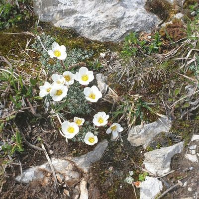 Saxifraga burseriana, photographed by Tom