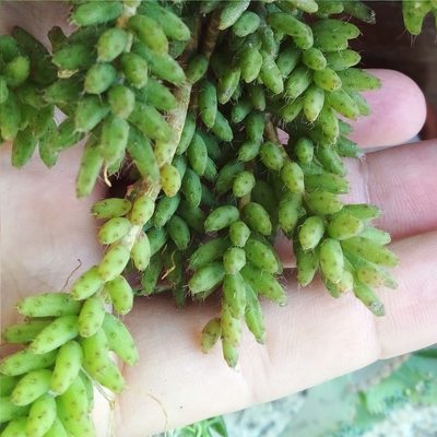 Rhipsalis mesembryanthemoides, photographed by Victor Farjalla Pontes