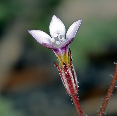 Gilia transmontana, photographed by Steve Matson