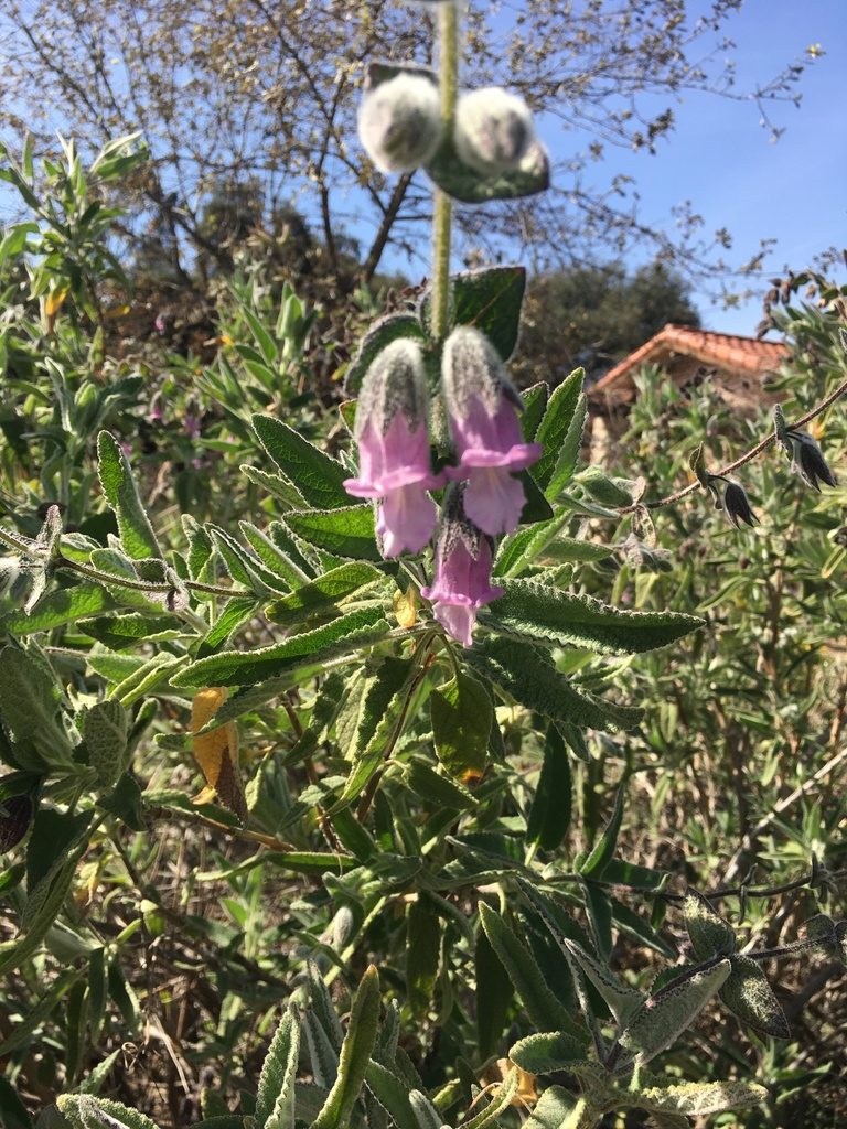 Lepechinia fragrans, photographed by pauline florence