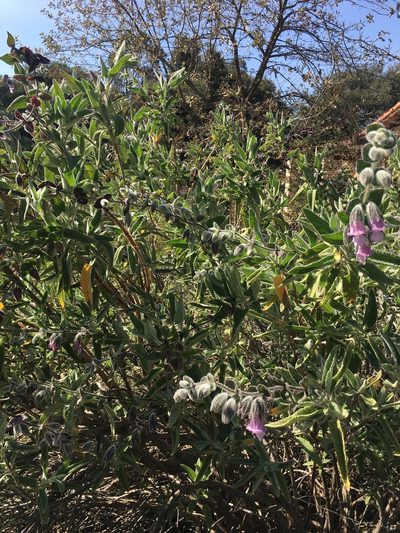 Lepechinia fragrans, photographed by pauline florence