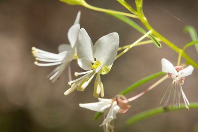 Cleome aldenella