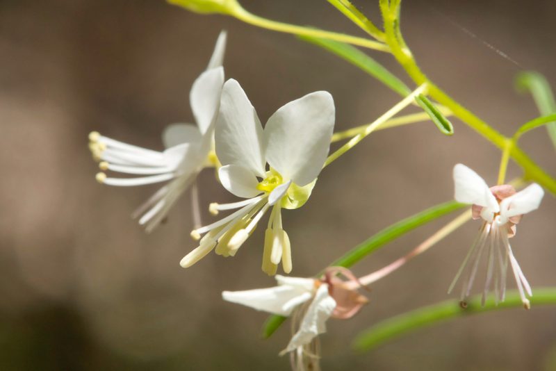 Cleome aldenella, photographed by Jason K.