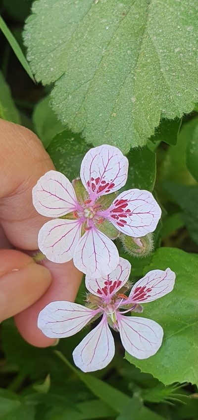 Erodium trifolium, photographed by Mehdi Chetibi