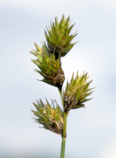 Carex normalis, photographed by aarongunnar